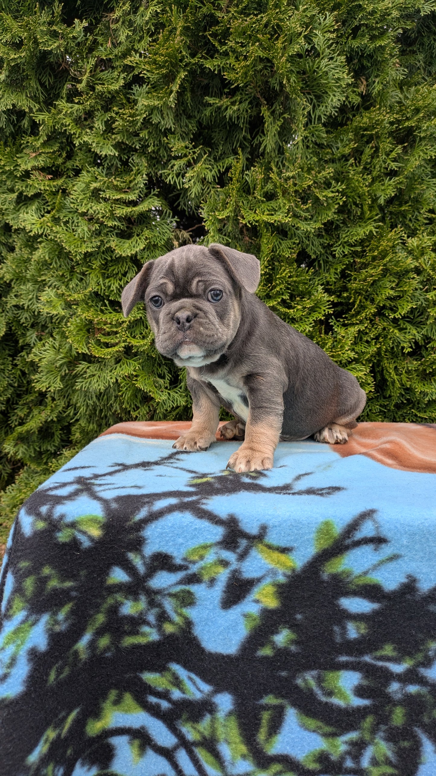 FRENCH BULLDOG (03/04) MALE
