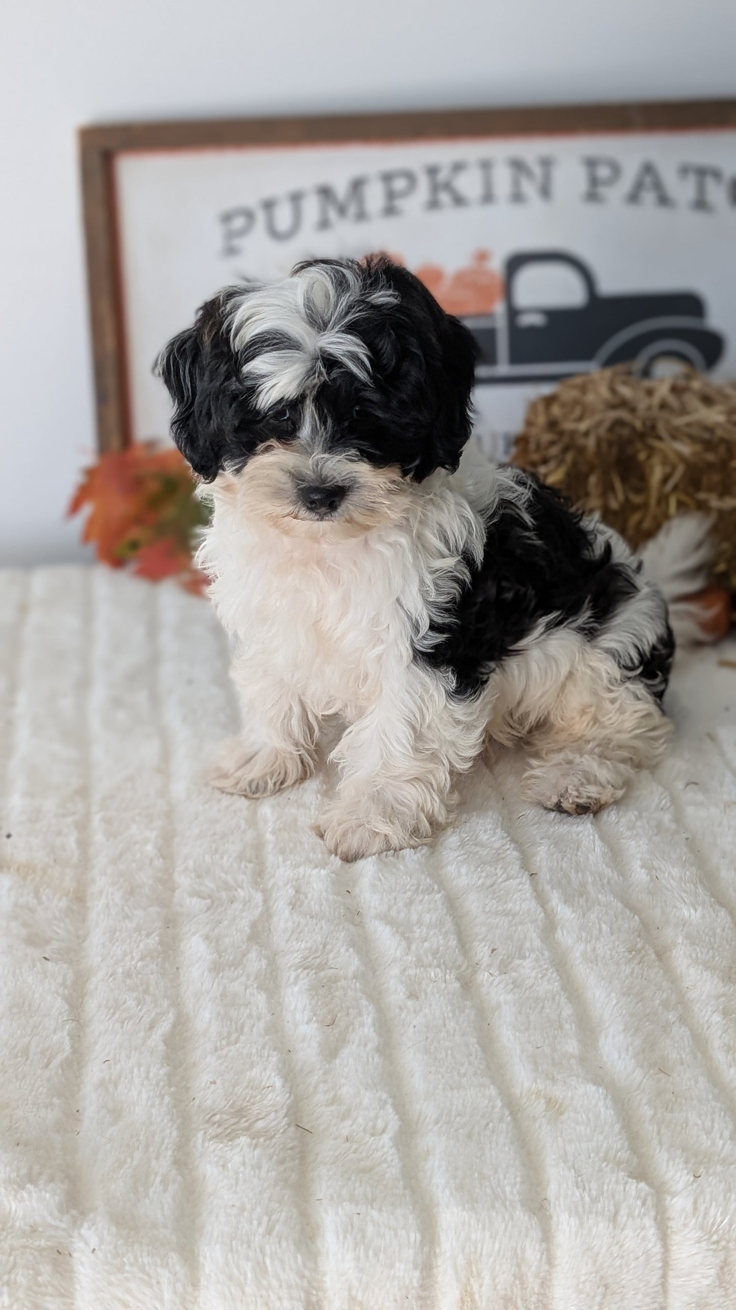 SHIHPOO (07/26) MALE