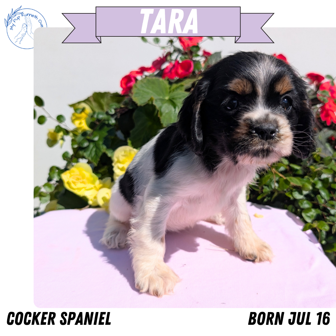 COCKER SPANIEL (07/16) FEMALE