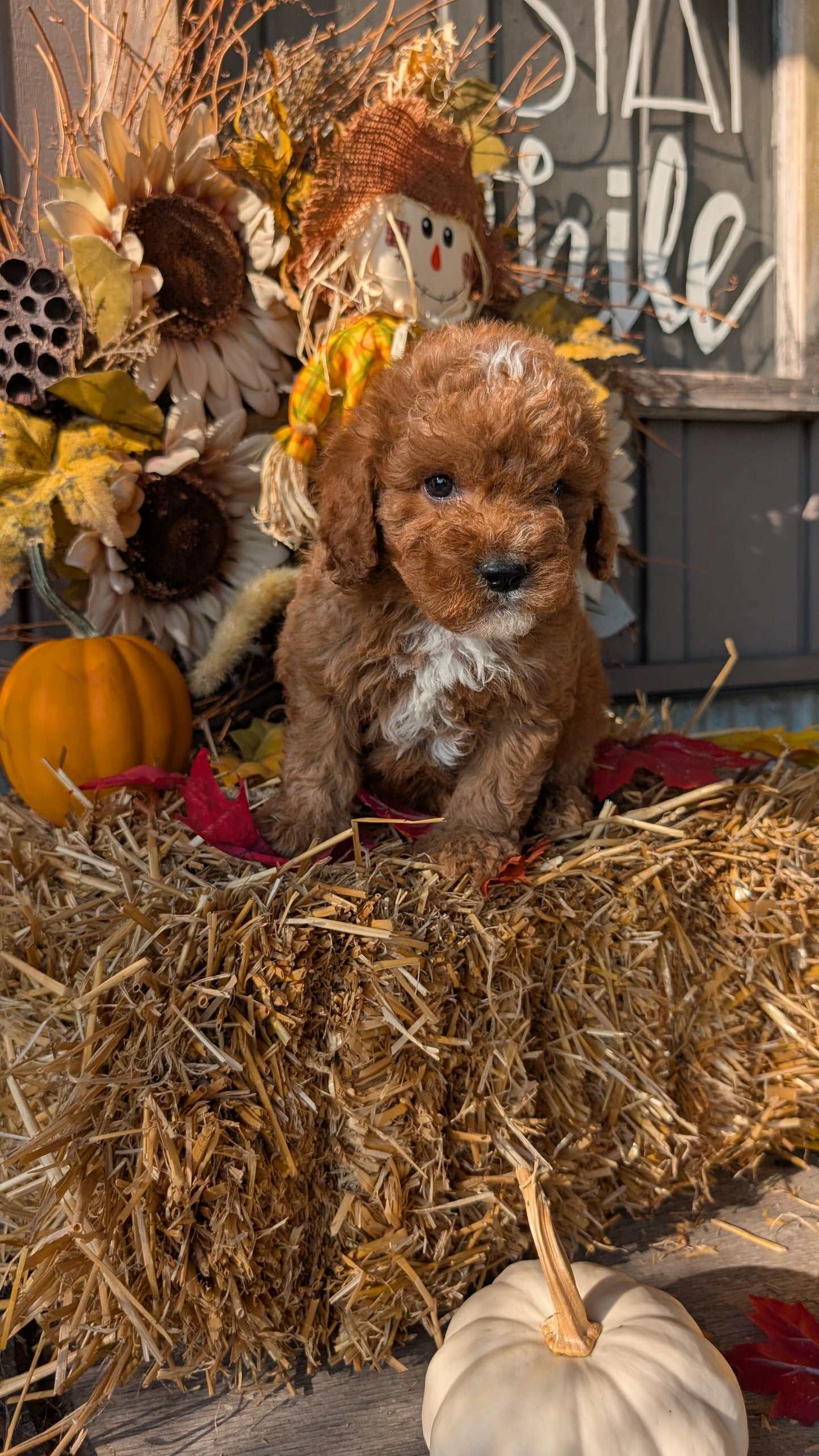 CAVAPOO (07/26) MALE