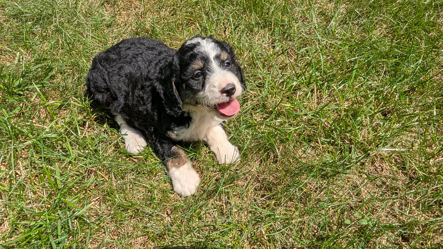 MINI BERNEDOODLE (06/11) FEMALE