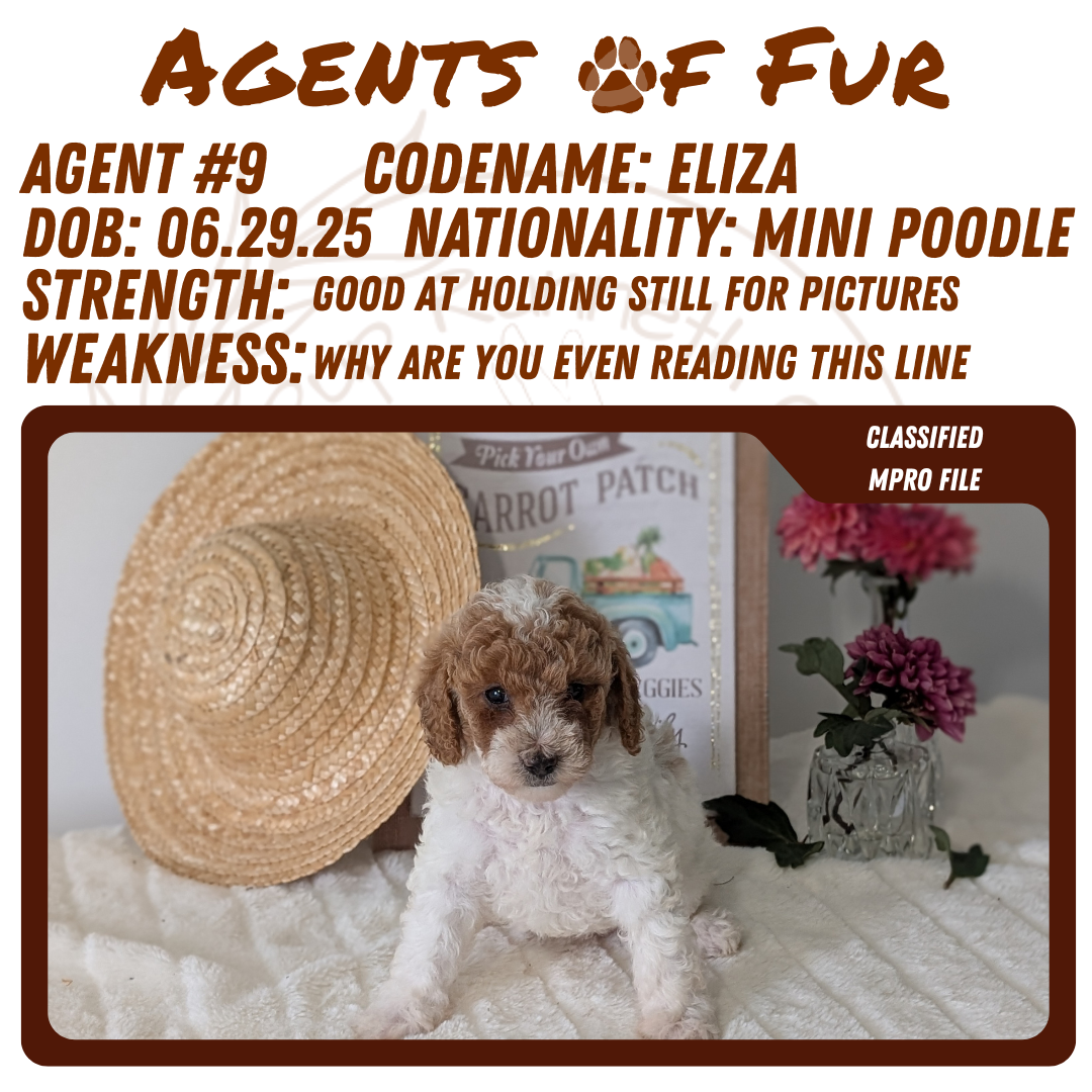 MINI POODLE (06/29) FEMALE