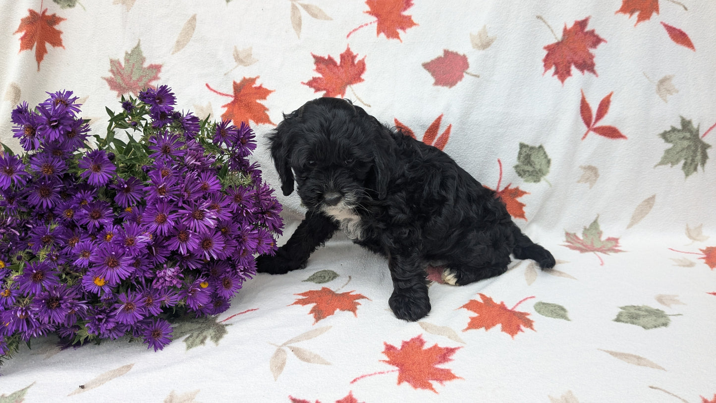 COCKAPOO (08/03) FEMALE