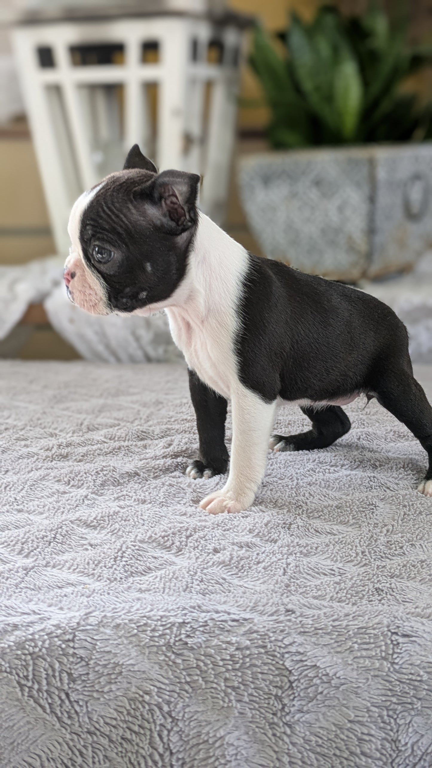 BOSTON TERRIER (12/09) FEMALE