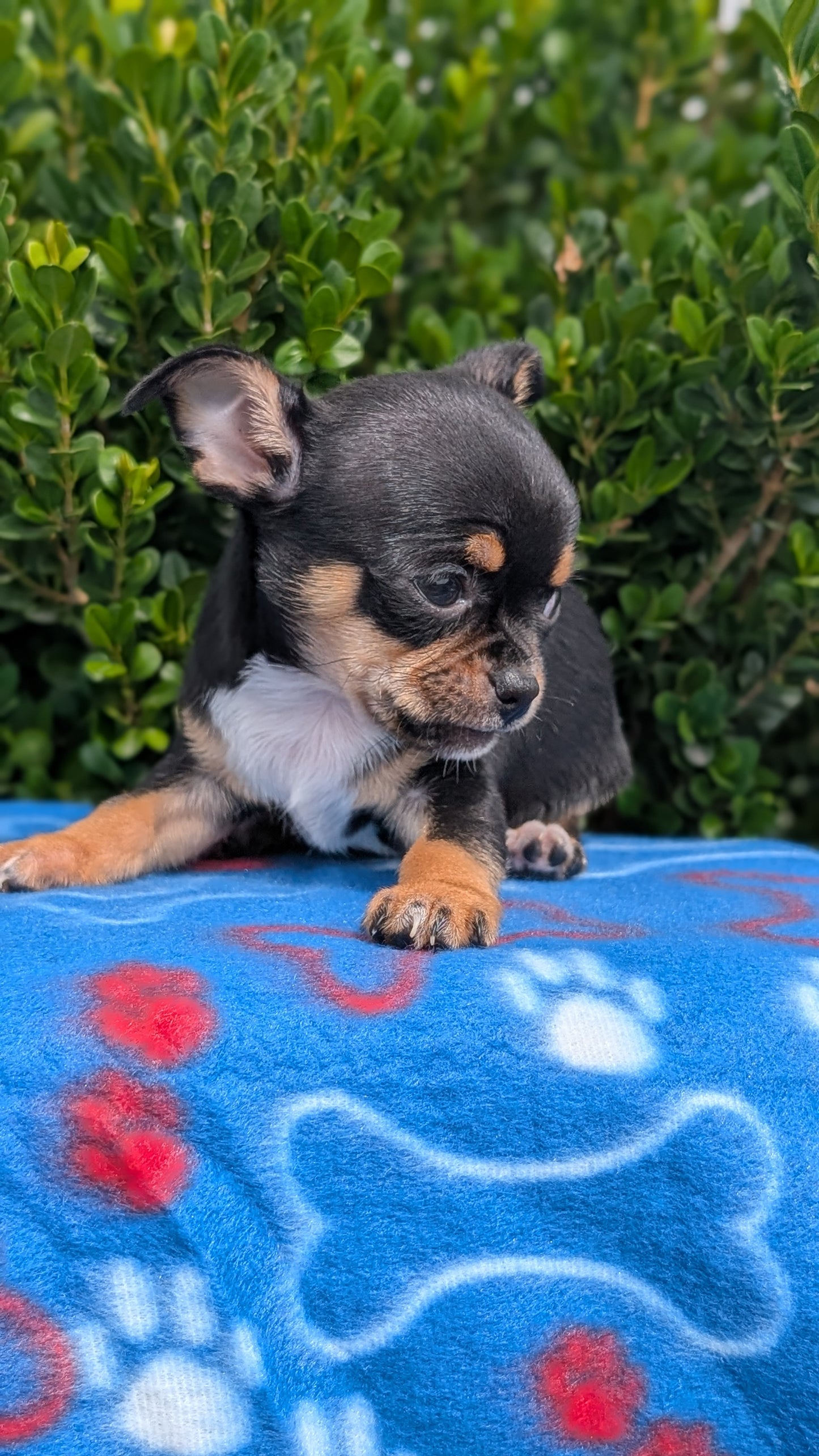 CHIHUAHUA (MAY 20) MALE