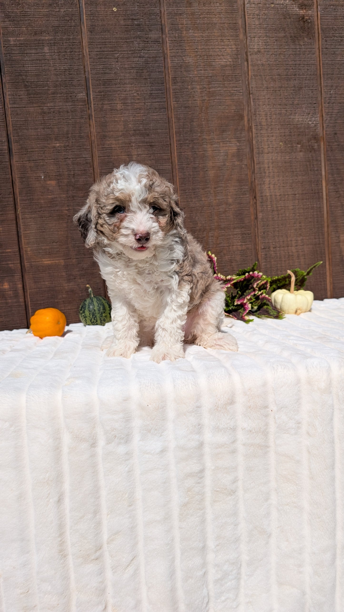 MINI BERNEDOODLE (08/06) FEMALE