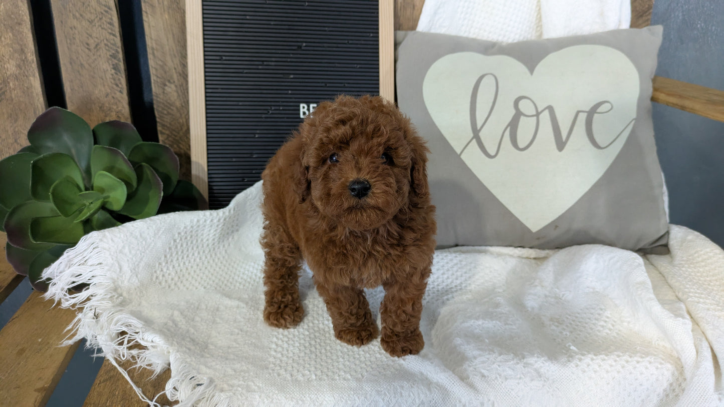 TOY POODLE (12/20) FEMALE