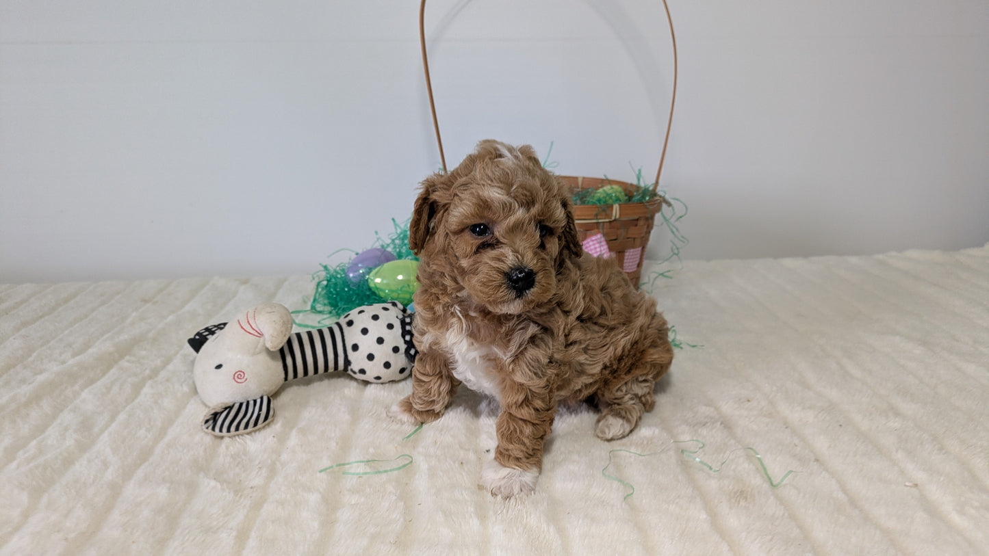 MINI POODLE (03/13) FEMALE