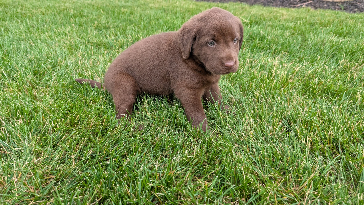 LABRADOR RETRIEVER (05/21) FEMALE