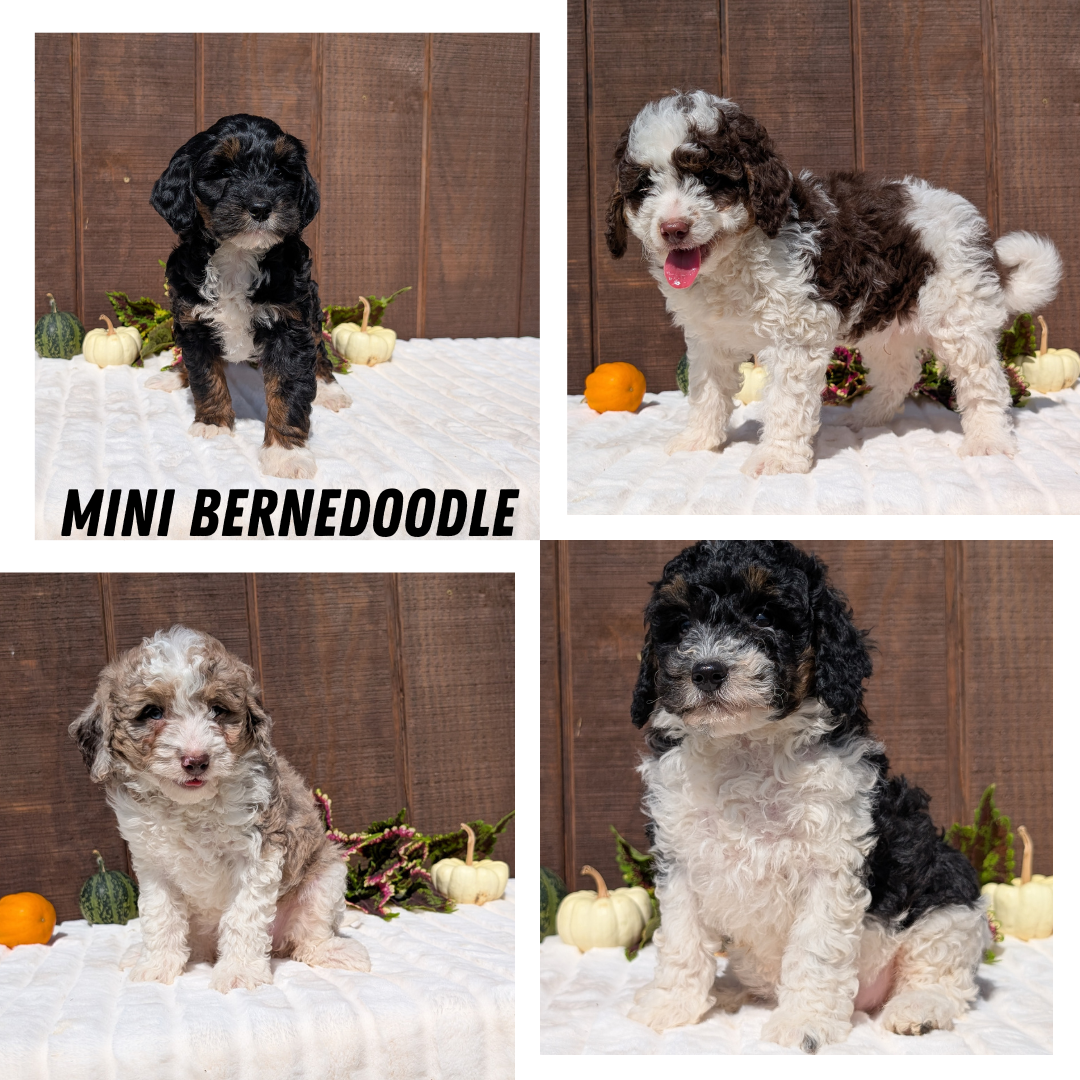 MINI BERNEDOODLE (08/06) FEMALE