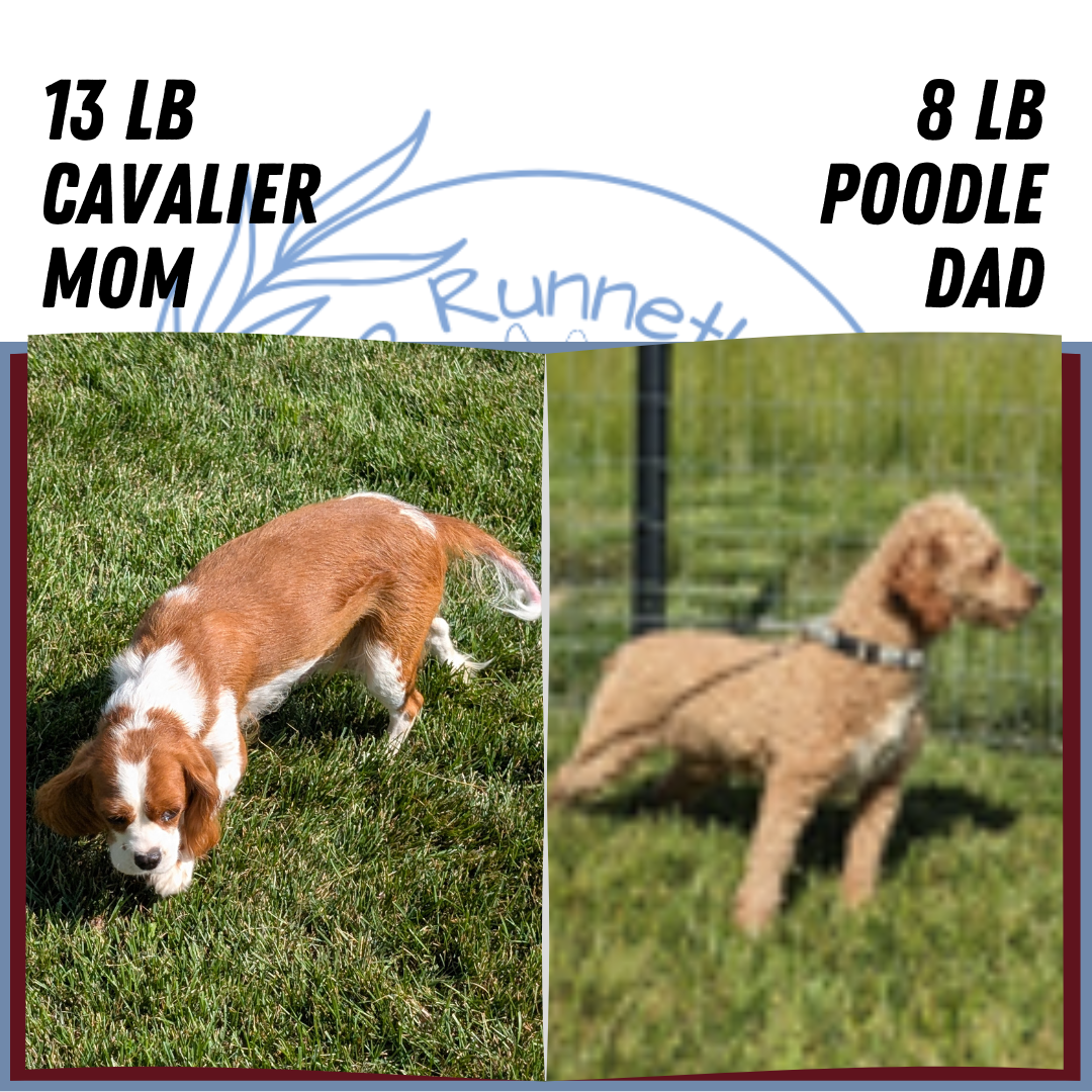 CAVAPOO (07/06) MALE