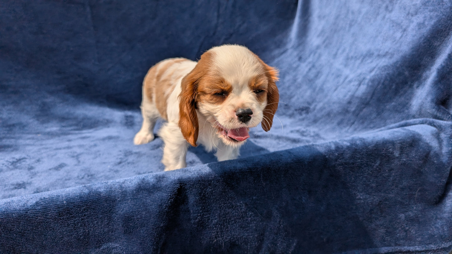 CAVALIER (05/19) MALE