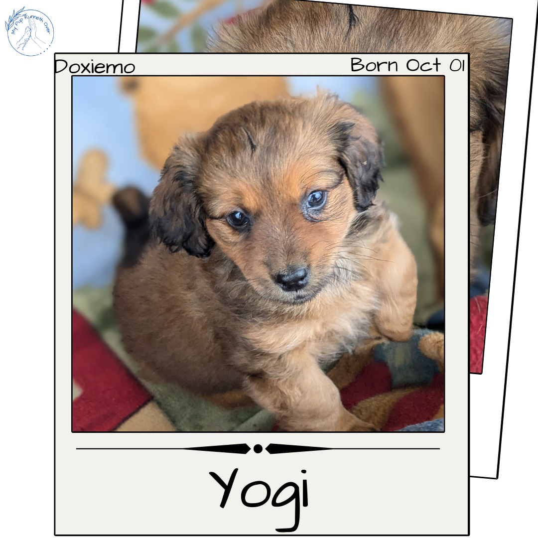DACHSHUND (10/01) MALE