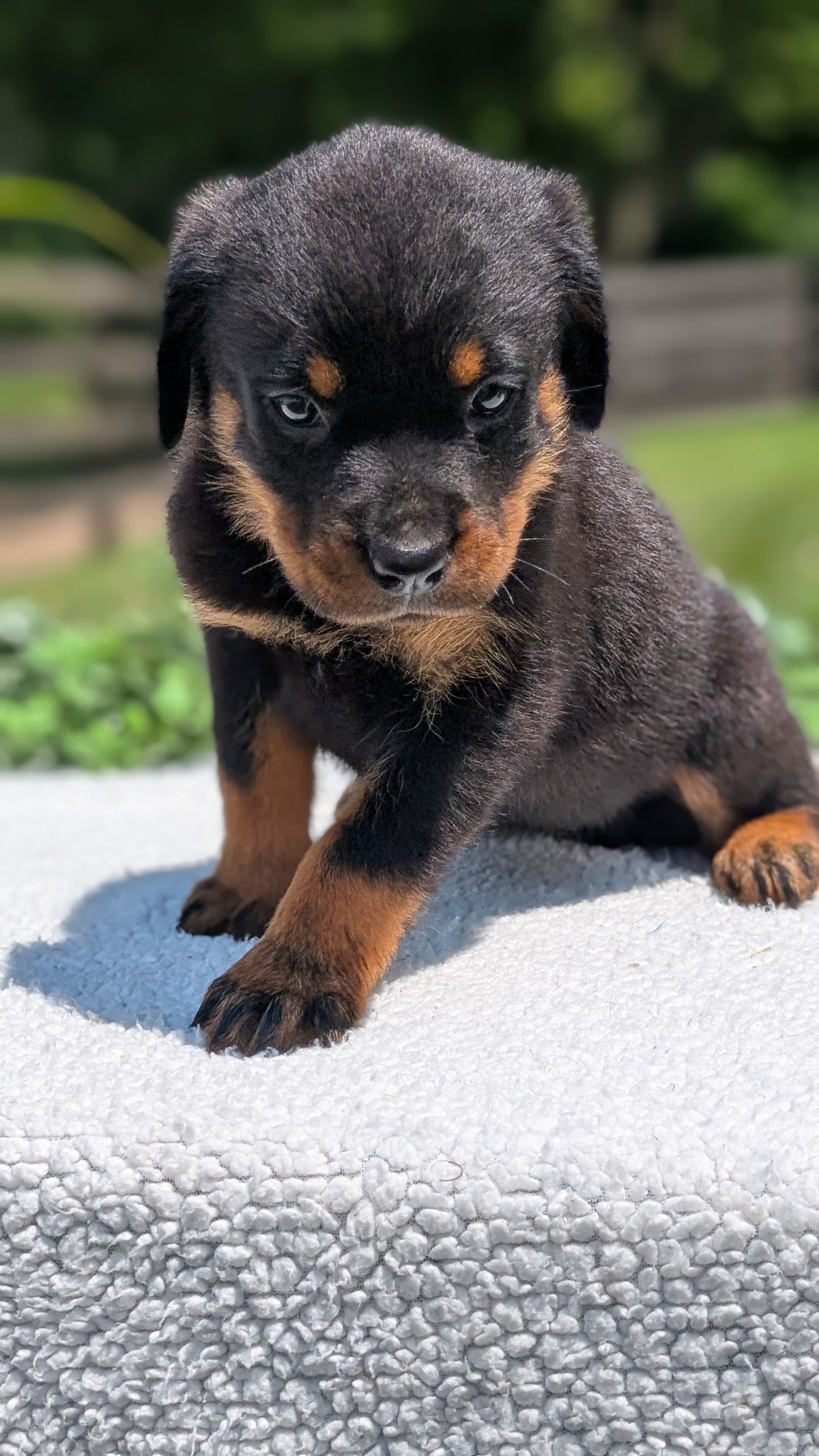 ROTTWEILER (05/28) FEMALE