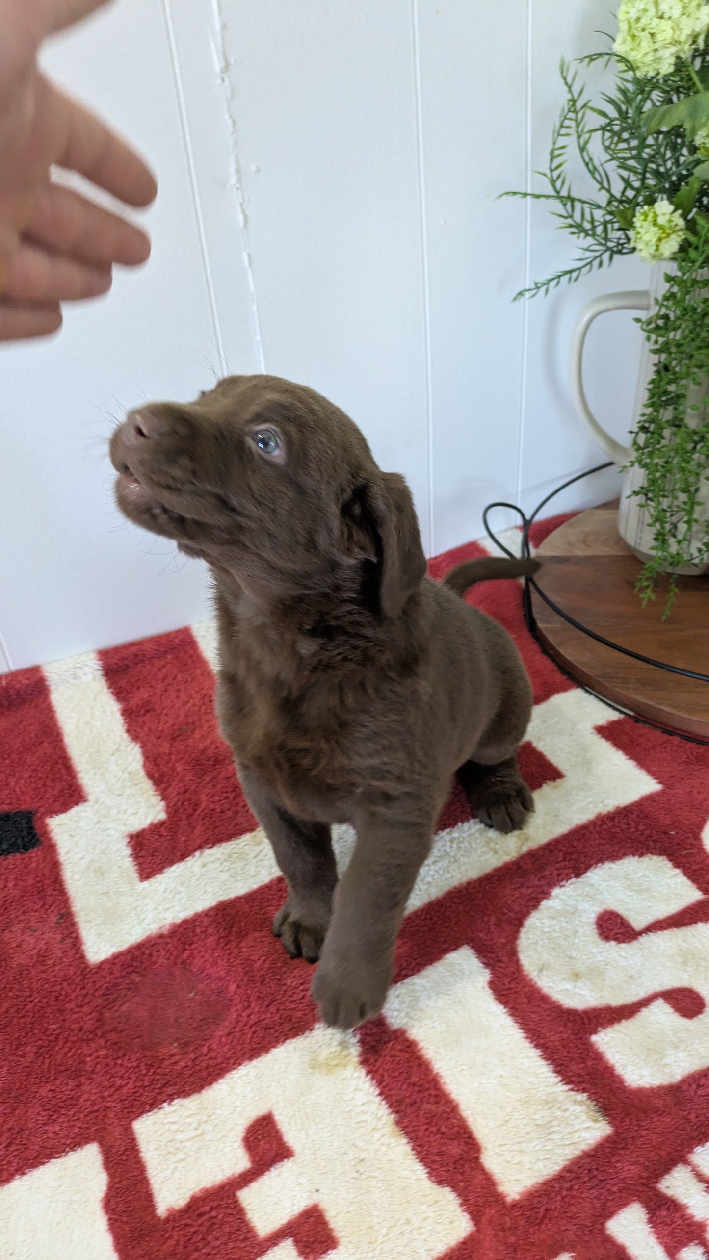 LABRADOR RETRIEVER (11/03) MALE
