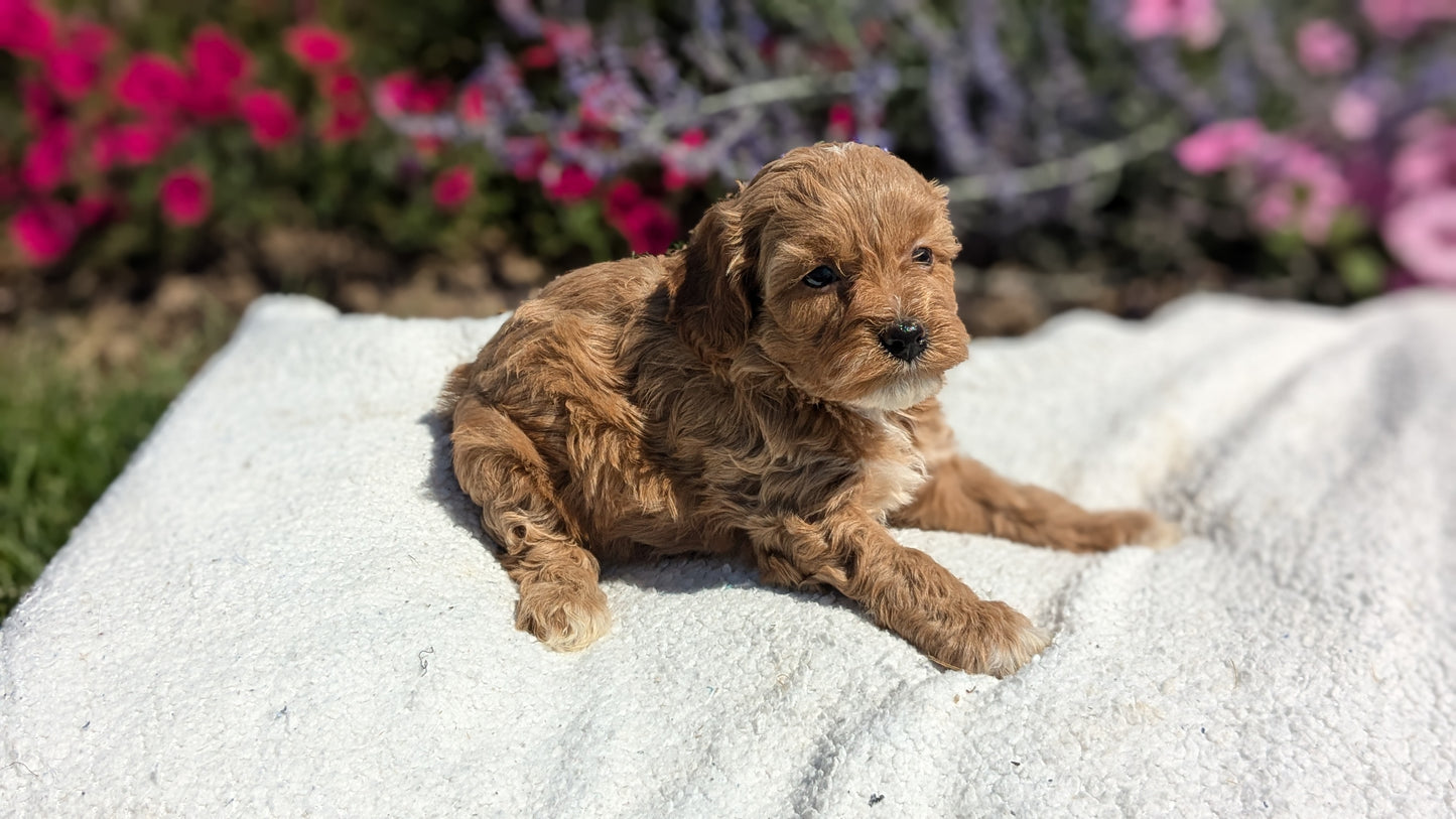 CAVAPOO (08/02) FEMALE