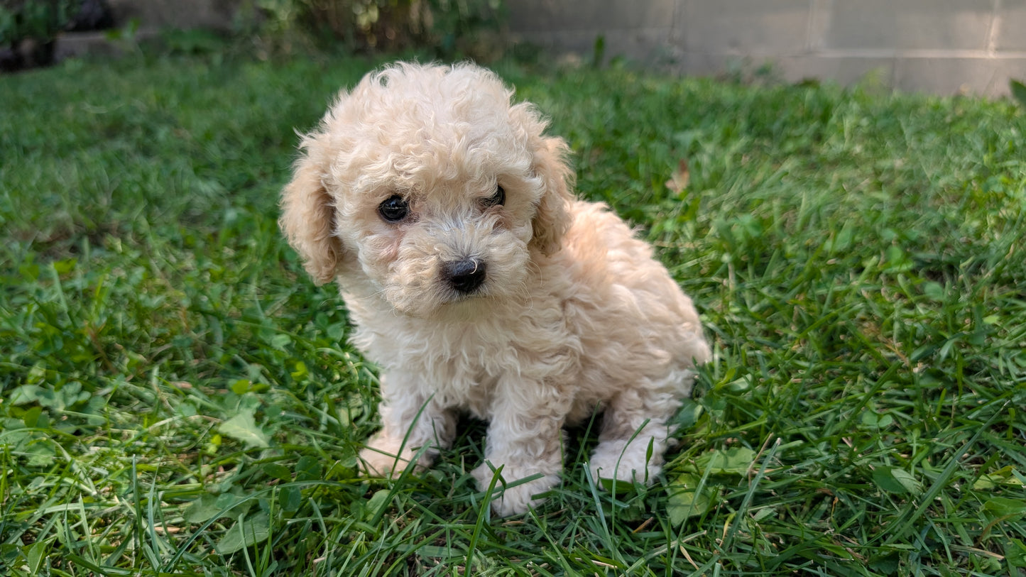 CAVAPOO (05/23) FEMALE