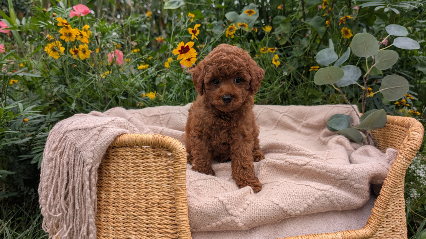 TOY POODLE (07/01) MALE