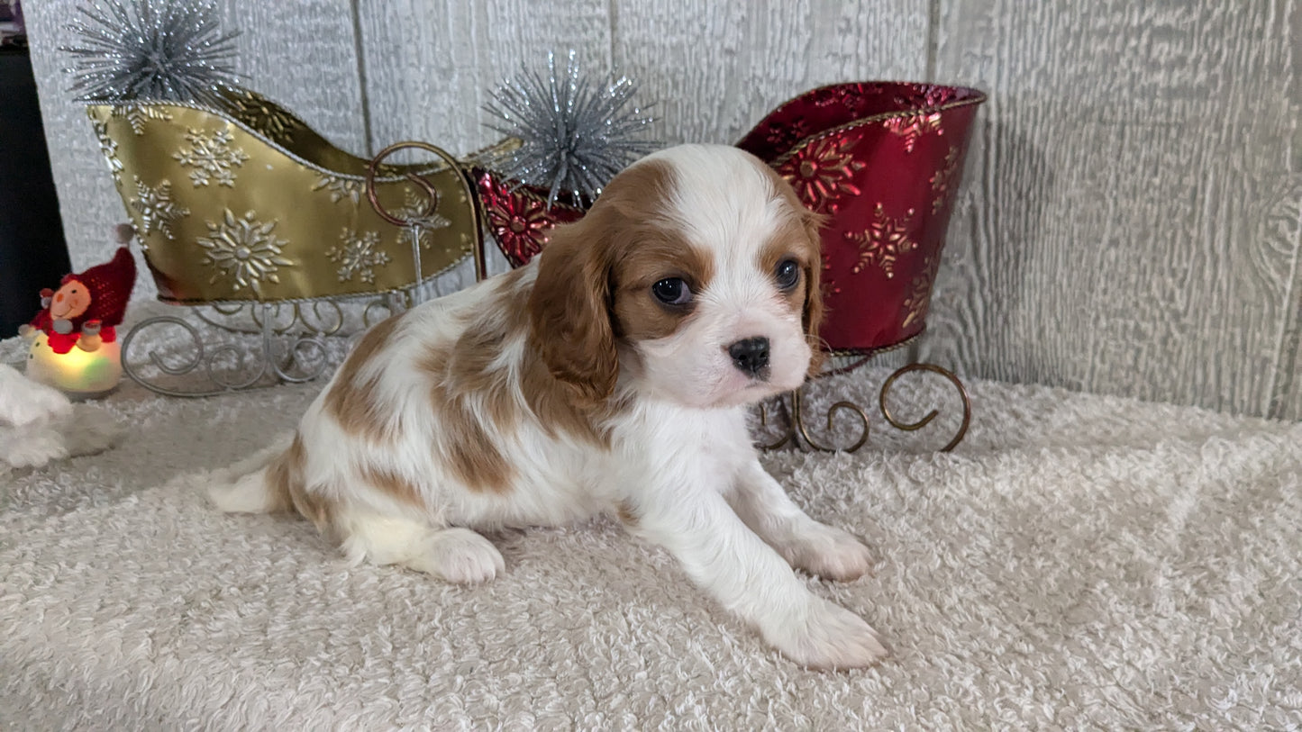 CAVALIER (09/12) MALE