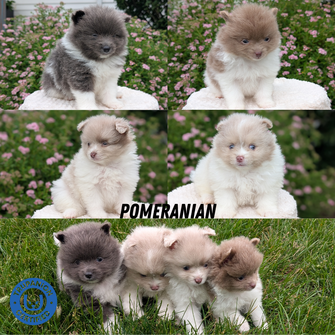 POMERANIAN (04/22) MALE