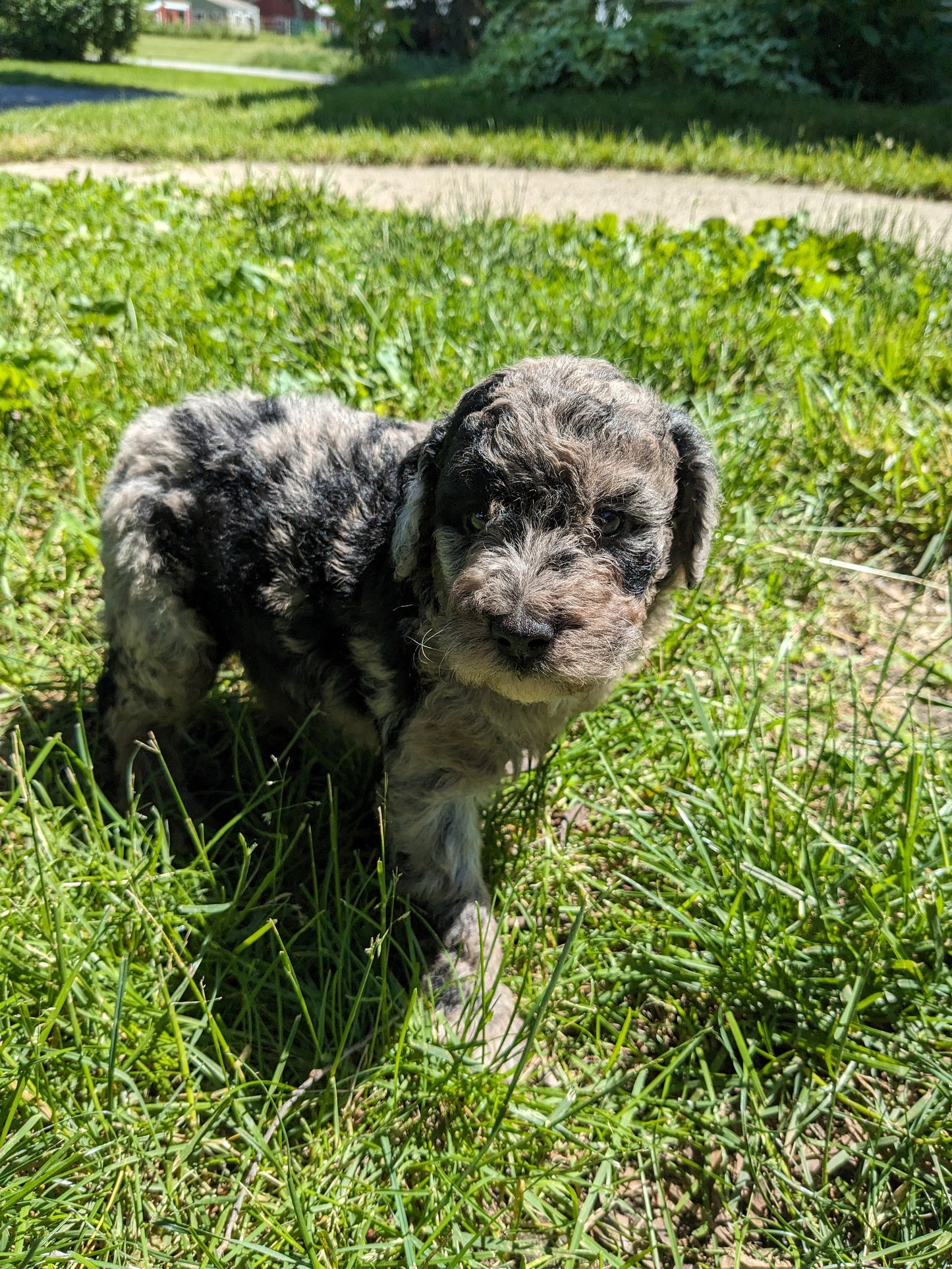 MINI POODLE (04/27) MALE