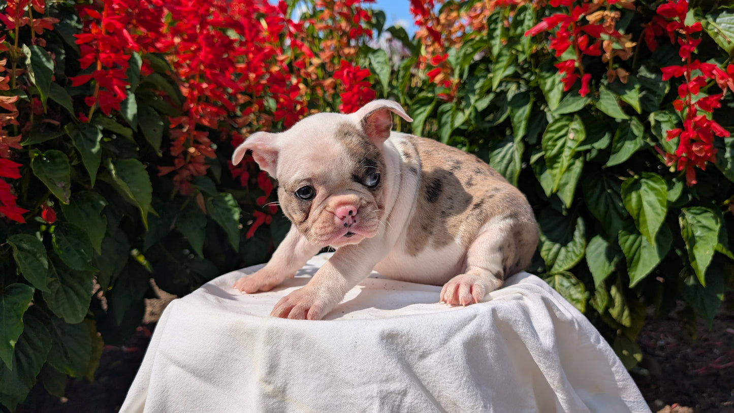 FRENCHTON (06/25) FEMALE