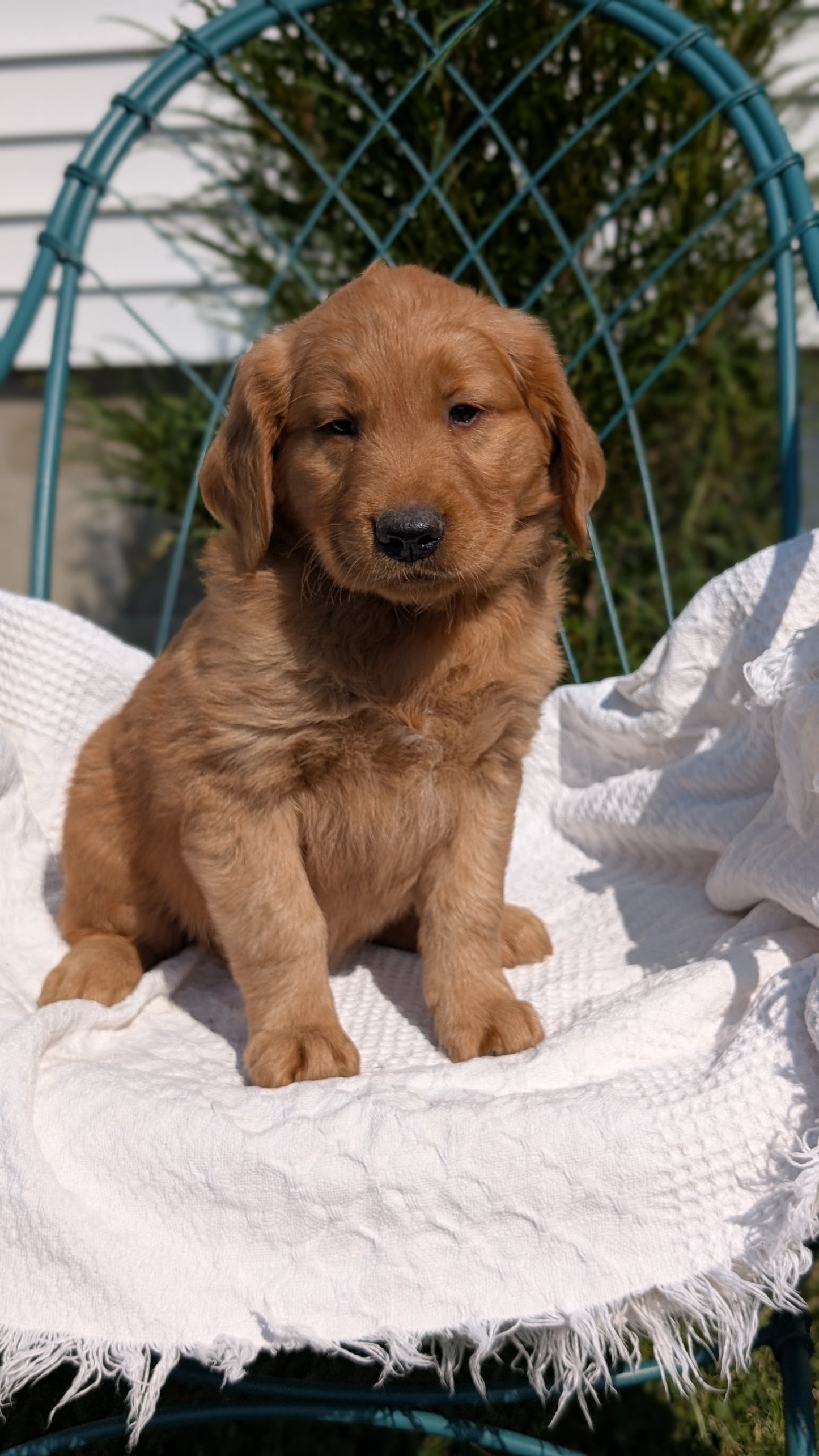 GOLDEN RETRIEVER (07/24) MALE