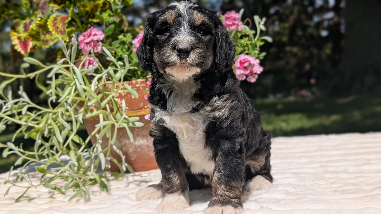 MINI BERNEDOODLE (06/11) MALE