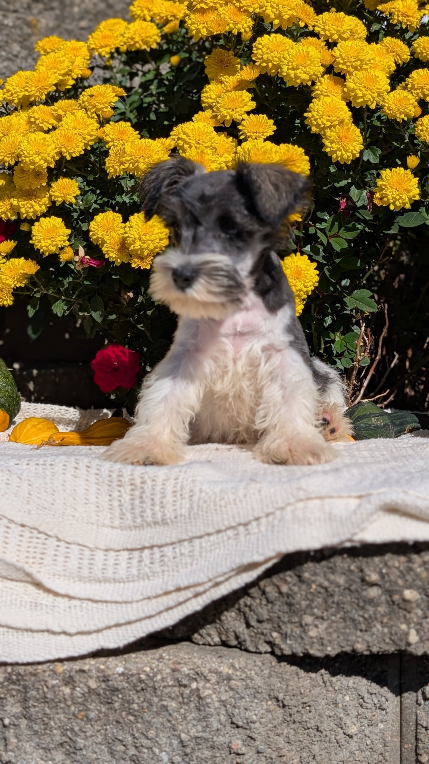 MINI SCHNAUZER (08/06) MALE