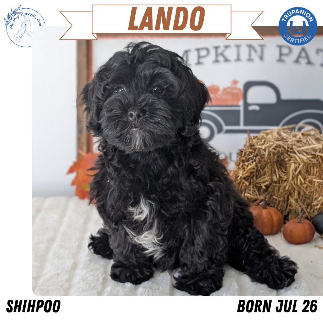 SHIHPOO (07/26) MALE