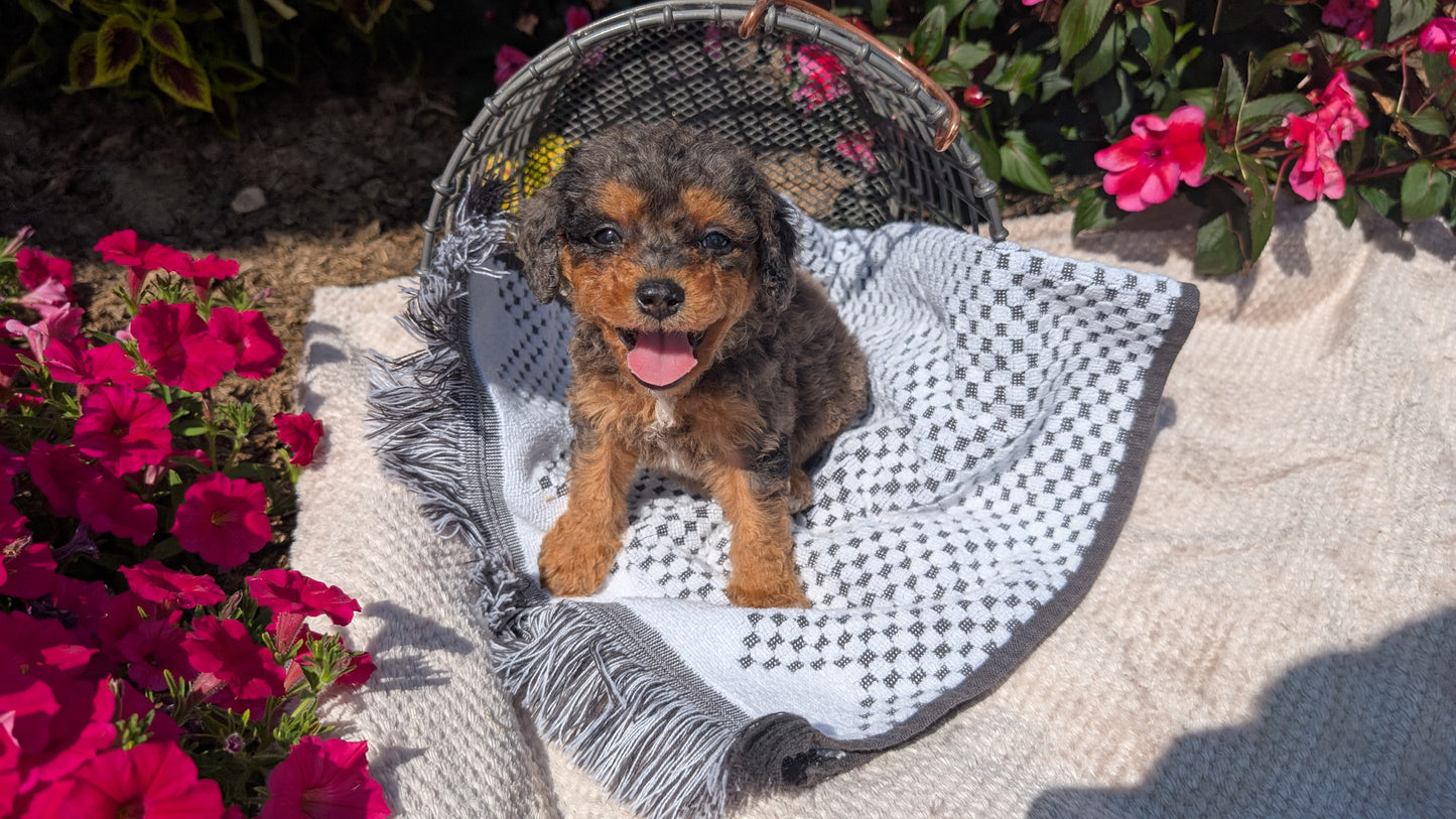 CAVAPOO (06/28) MALE
