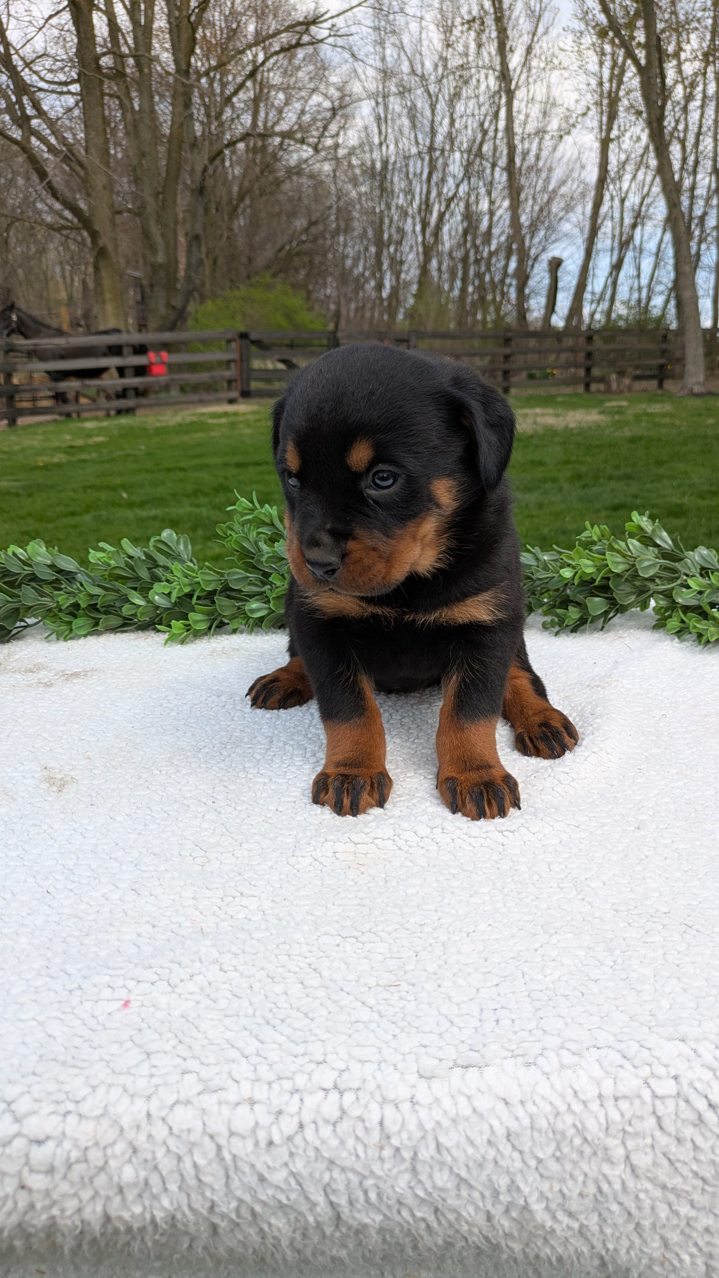 ROTTWEILER (03/18) FEMALE
