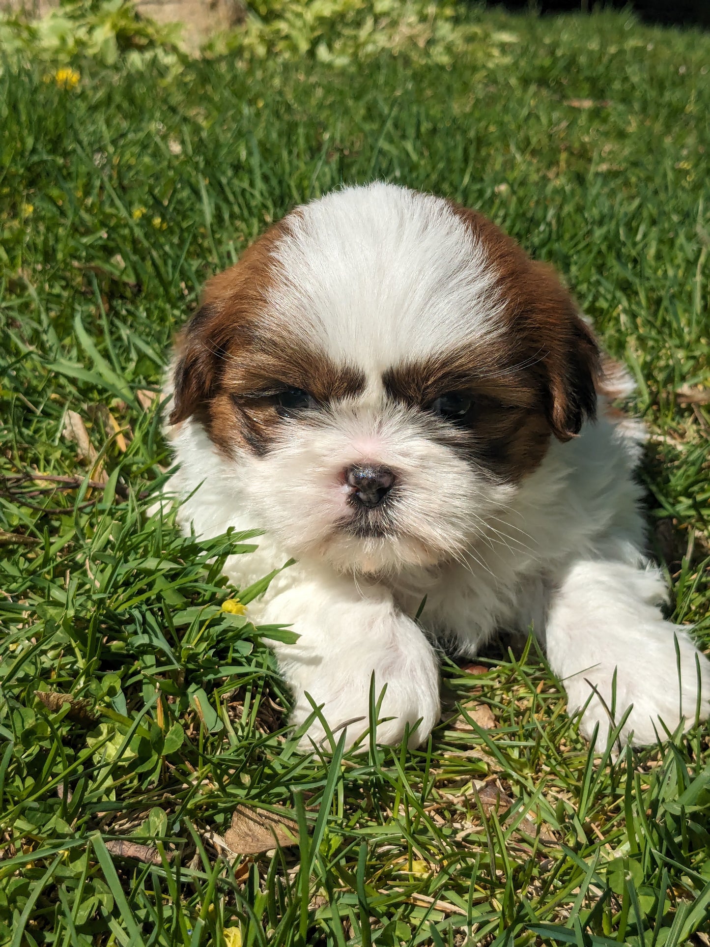 SHIH TZU (03/17) MALE