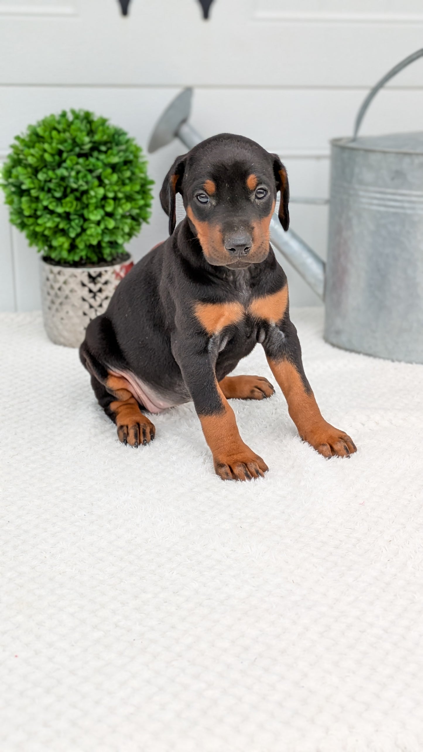 DOBERMAN PINSCHER (03/22) FEMALE