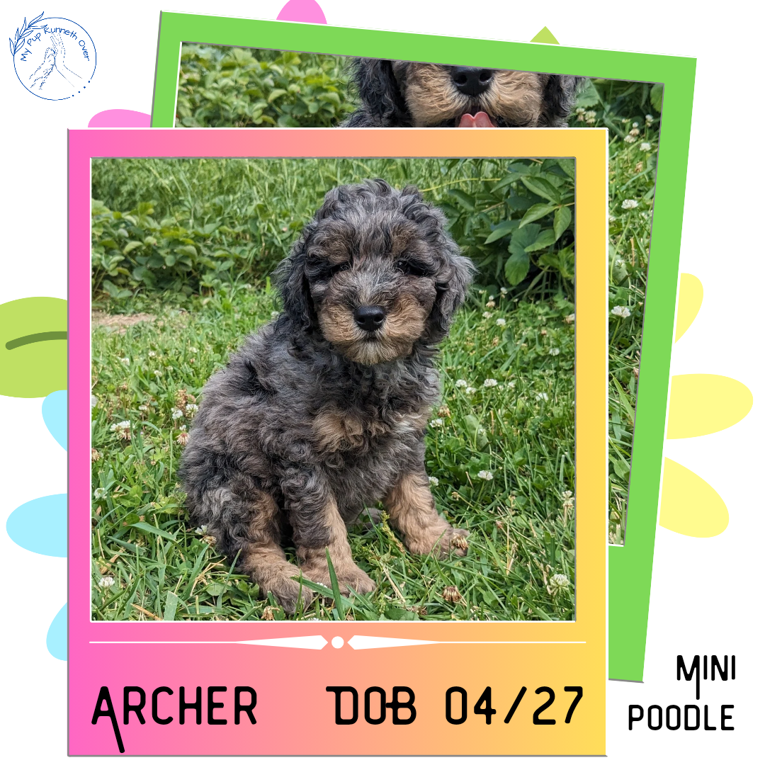 MINI POODLE (04/27) MALE