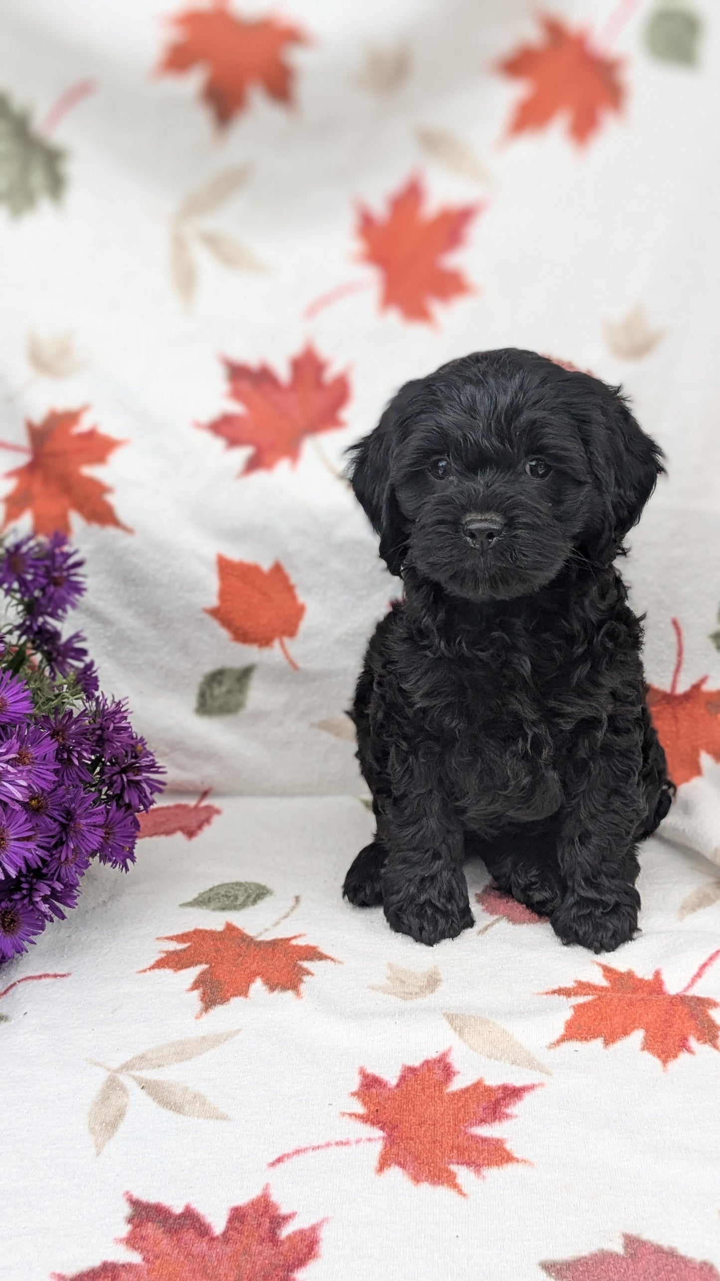 COCKAPOO (08/03) FEMALE