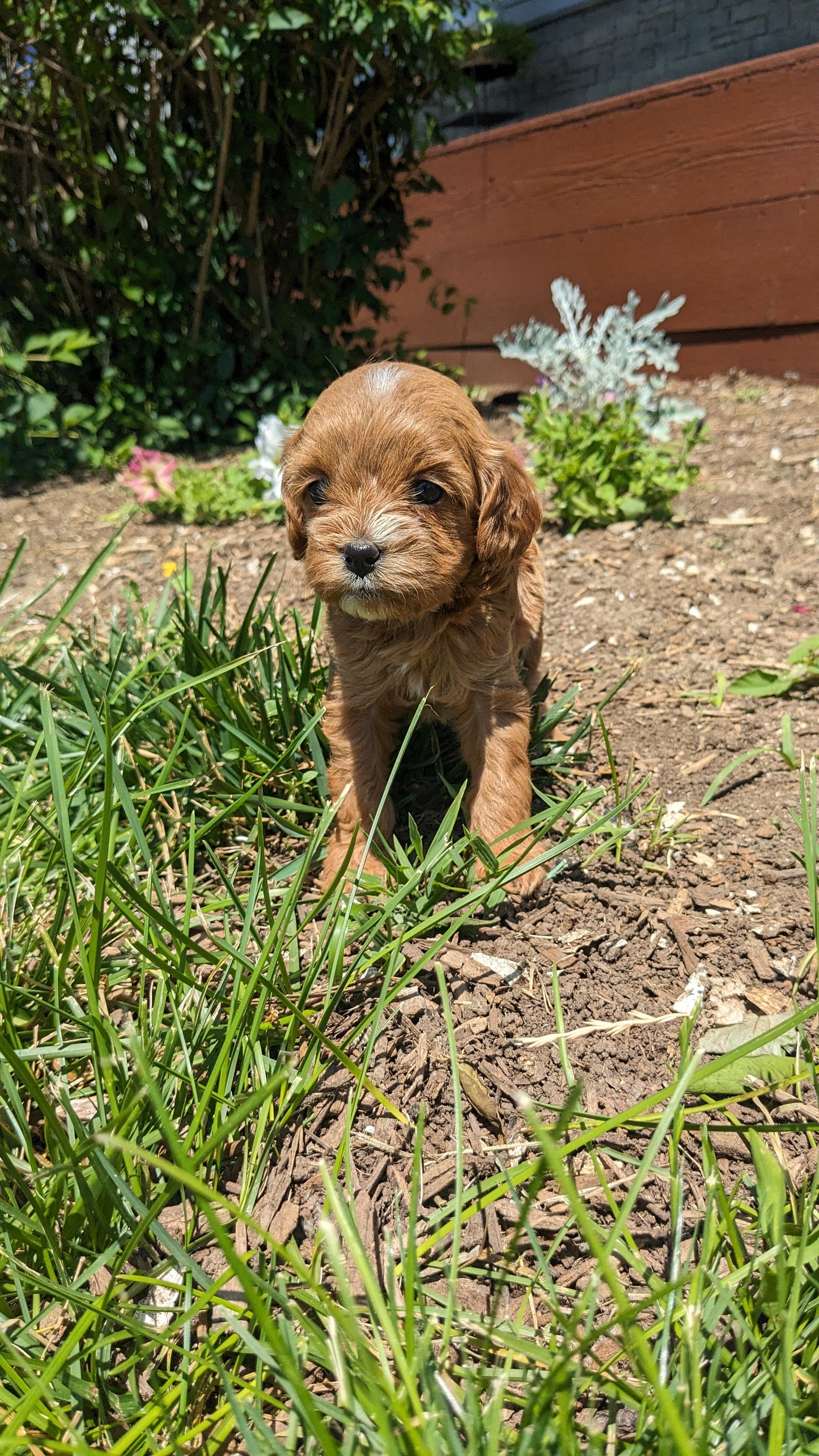 CAVAPOO (05/12) FEMALE