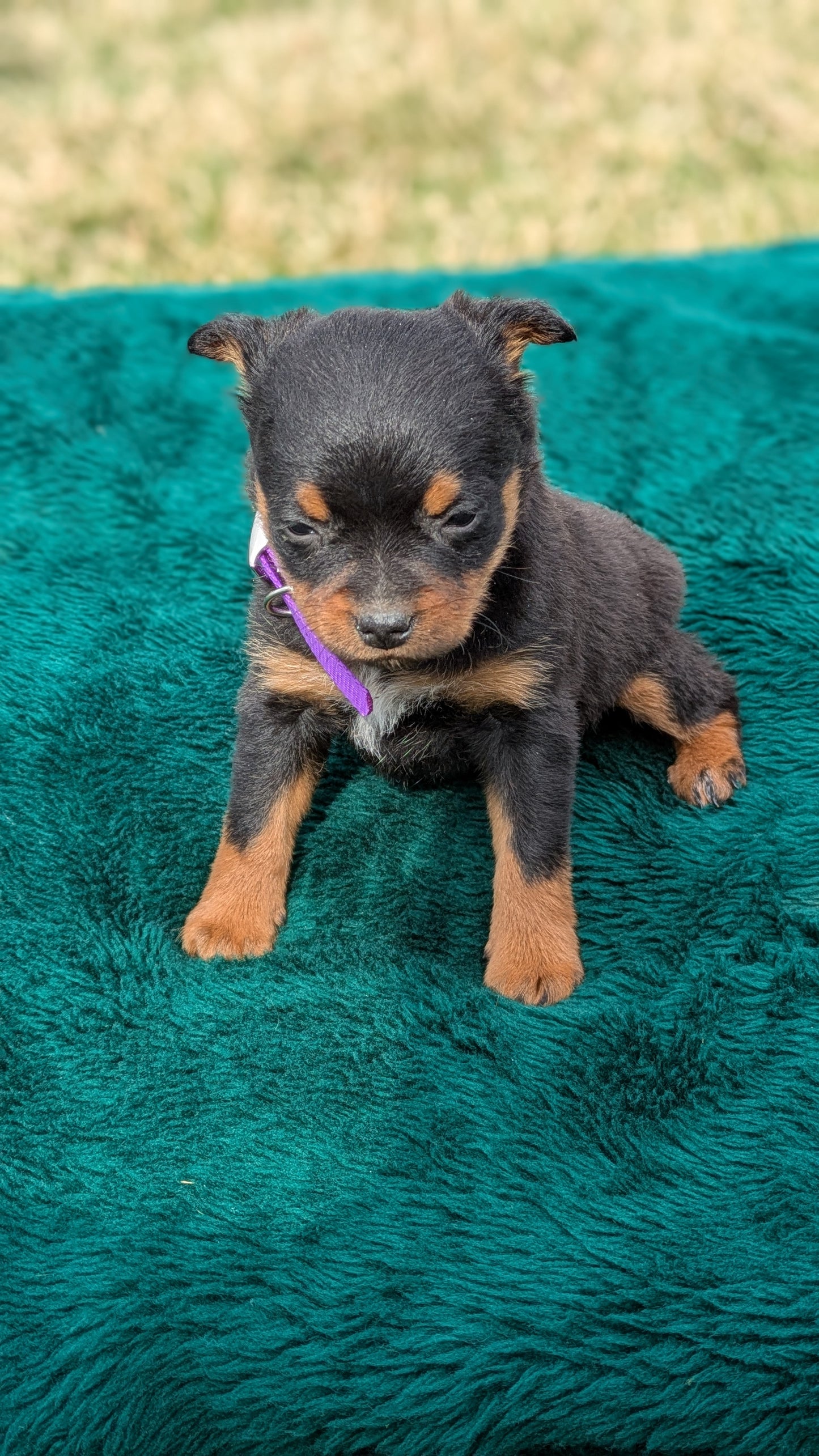 MINI PINSCHER (02/13) FEMALE