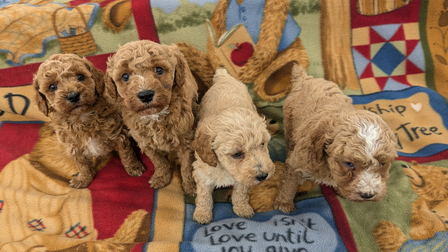 MINI POODLE (09/27) MALE