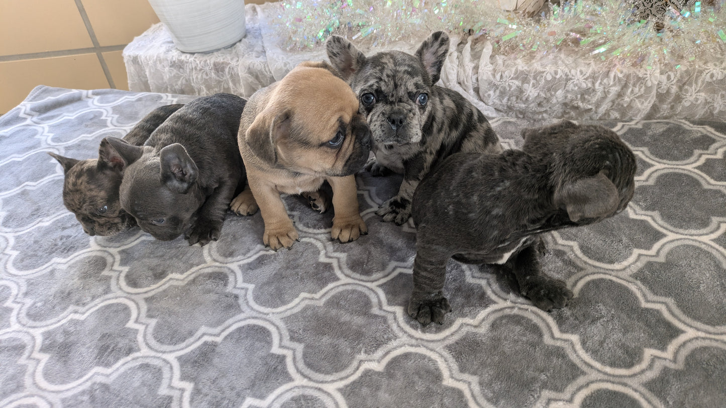 FRENCH BULLDOG (10/12) FEMALE