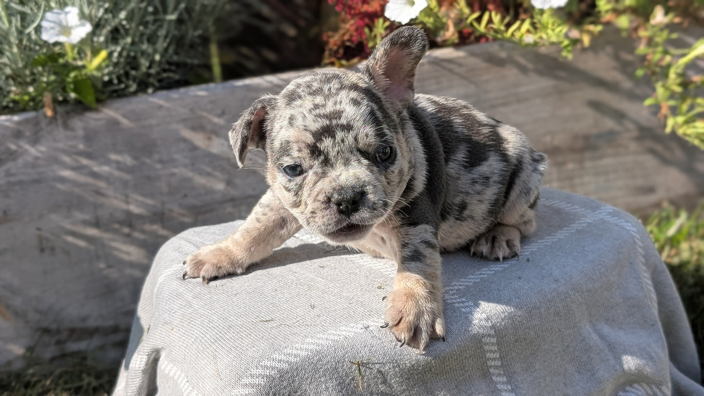 FRENCH BULLDOG (07/03) MALE