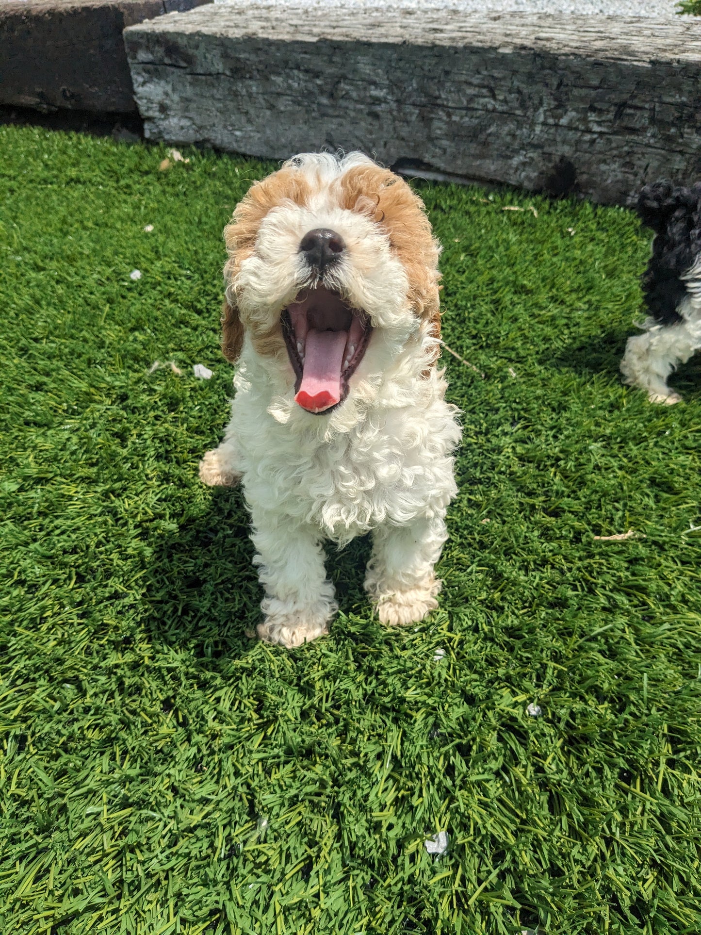 TOY POODLE (03/16) FEMALE