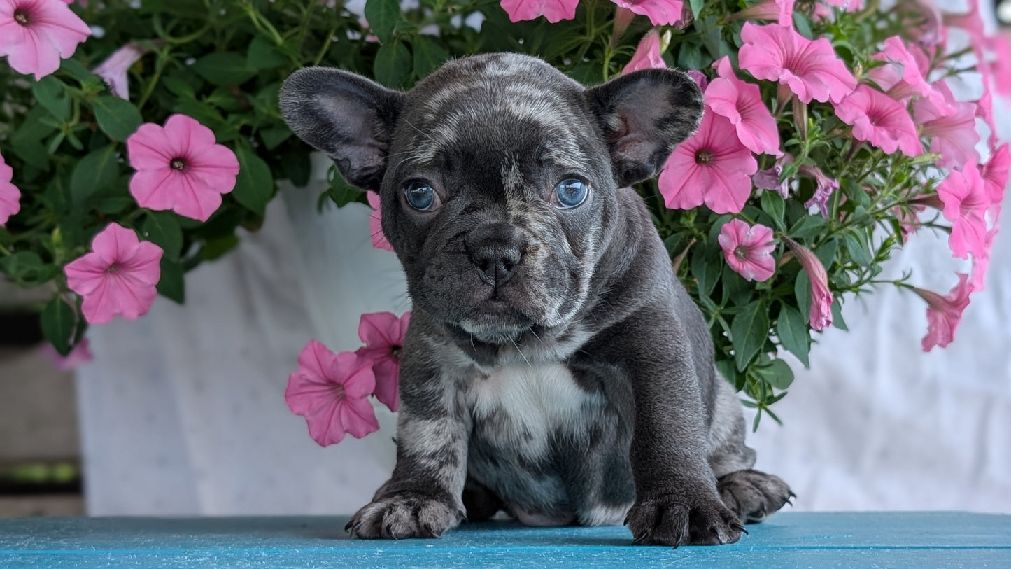 FRENCH BULLDOG (06/30) FEMALE