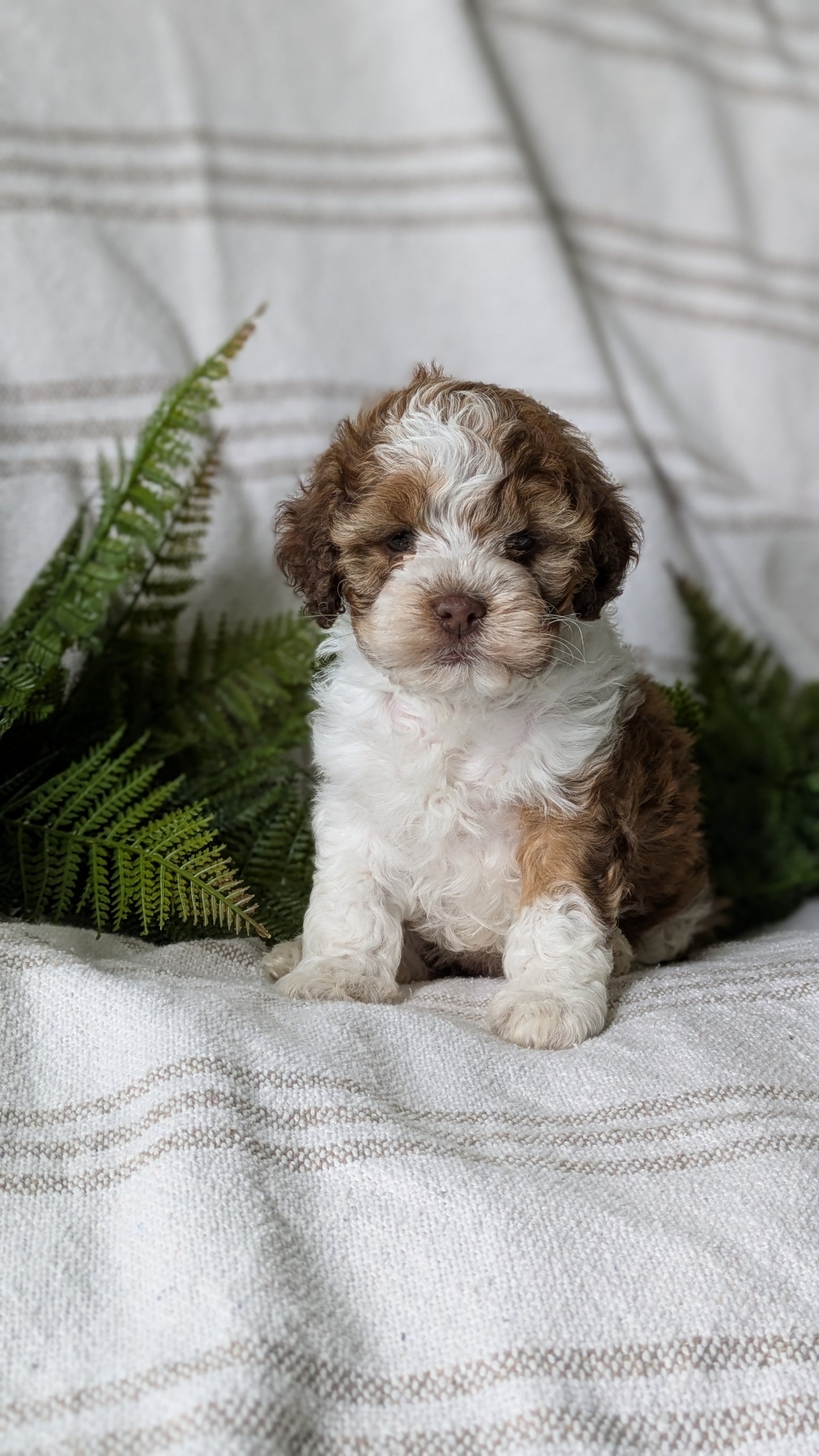 COCKAPOO (03/03) FEMALE