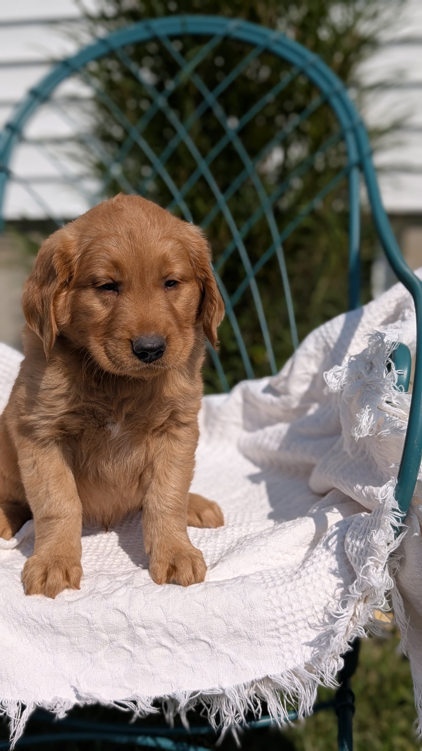 GOLDEN RETRIEVER (07/24) MALE