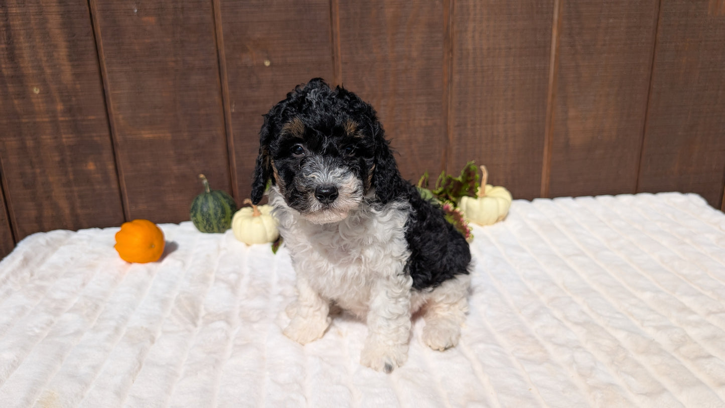 MINI BERNEDOODLE (08/06) FEMALE
