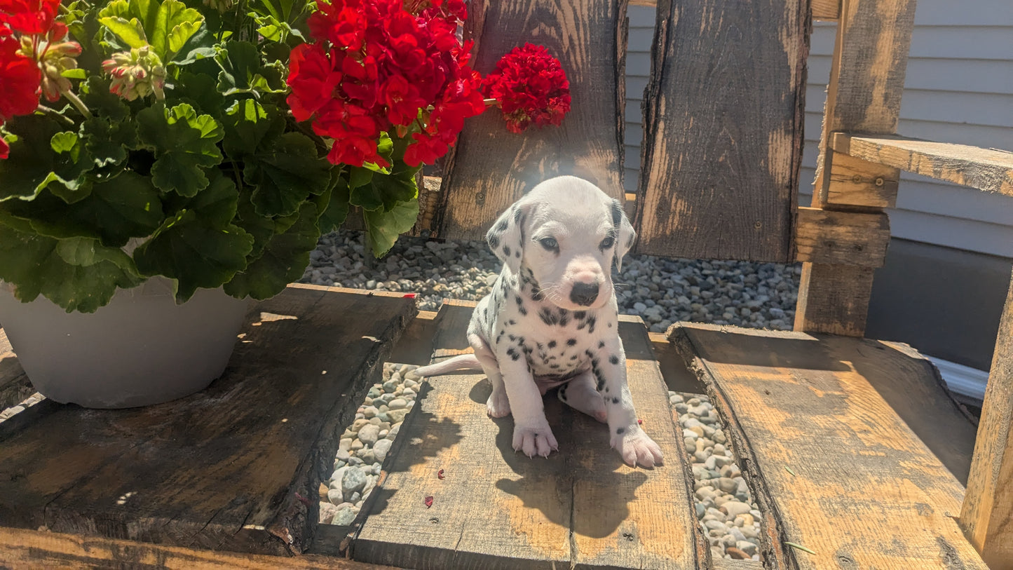 DALMATIAN (05/26) MALE