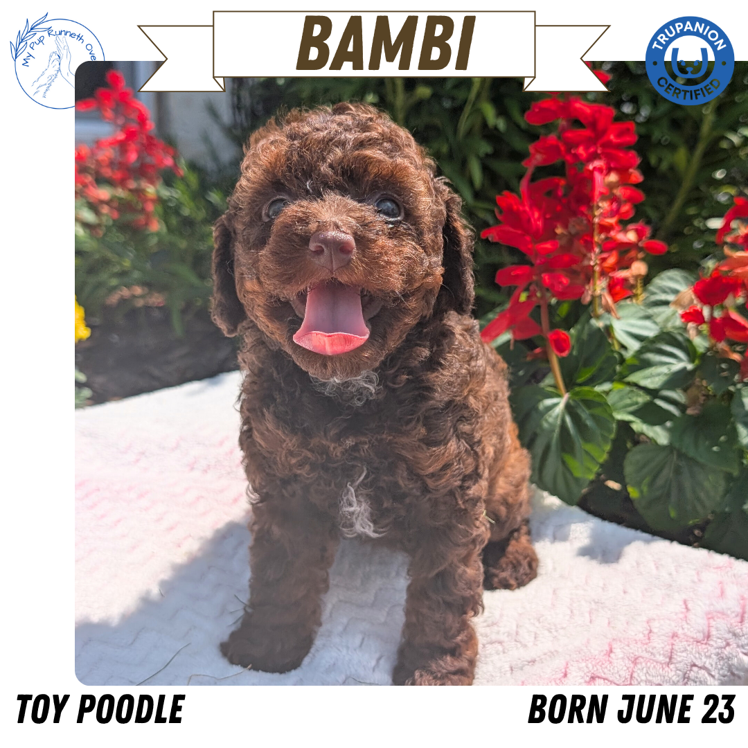 TOY POODLE (06/23) FEMALE