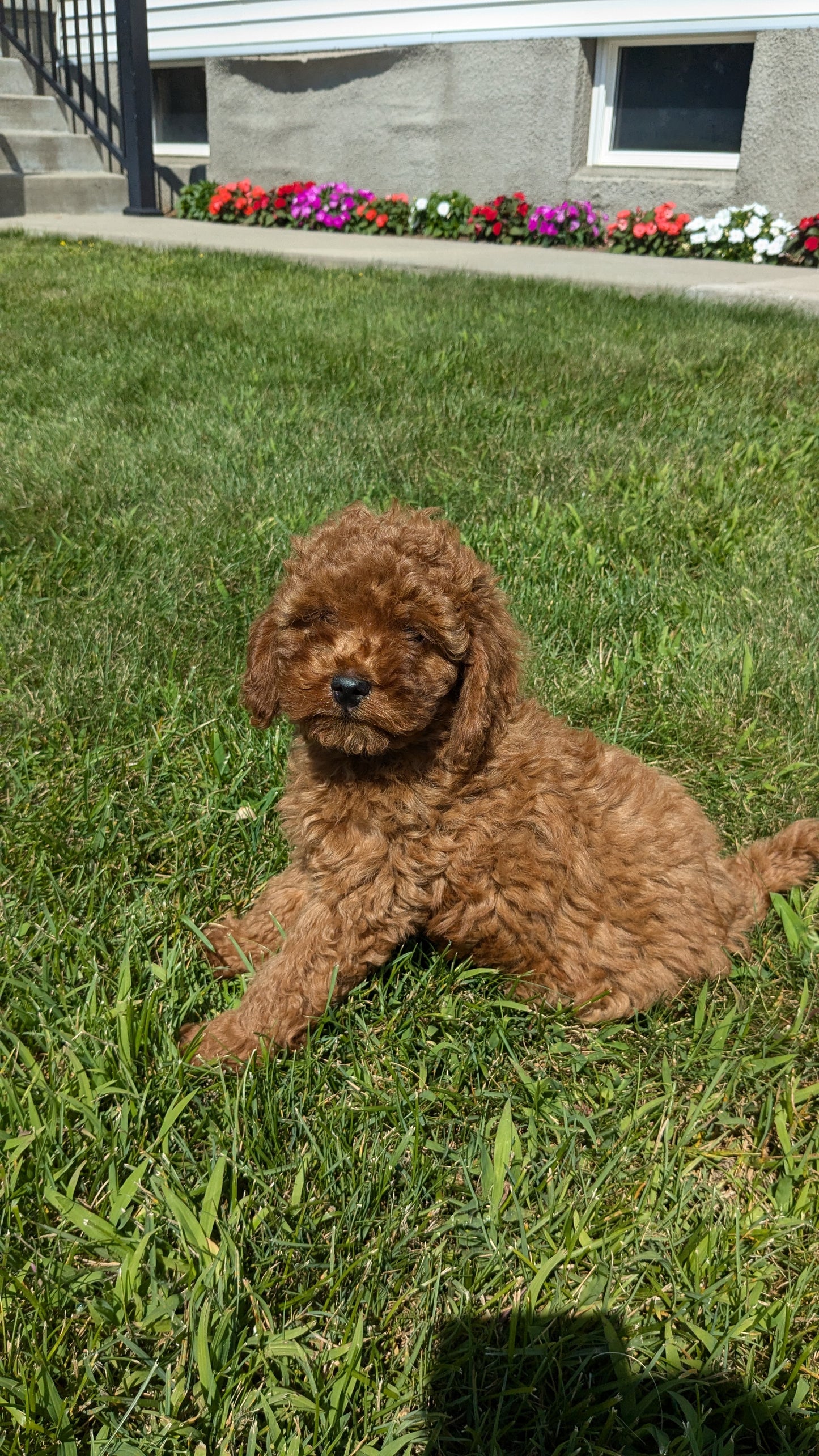 CAVAPOO (05/20) MALE