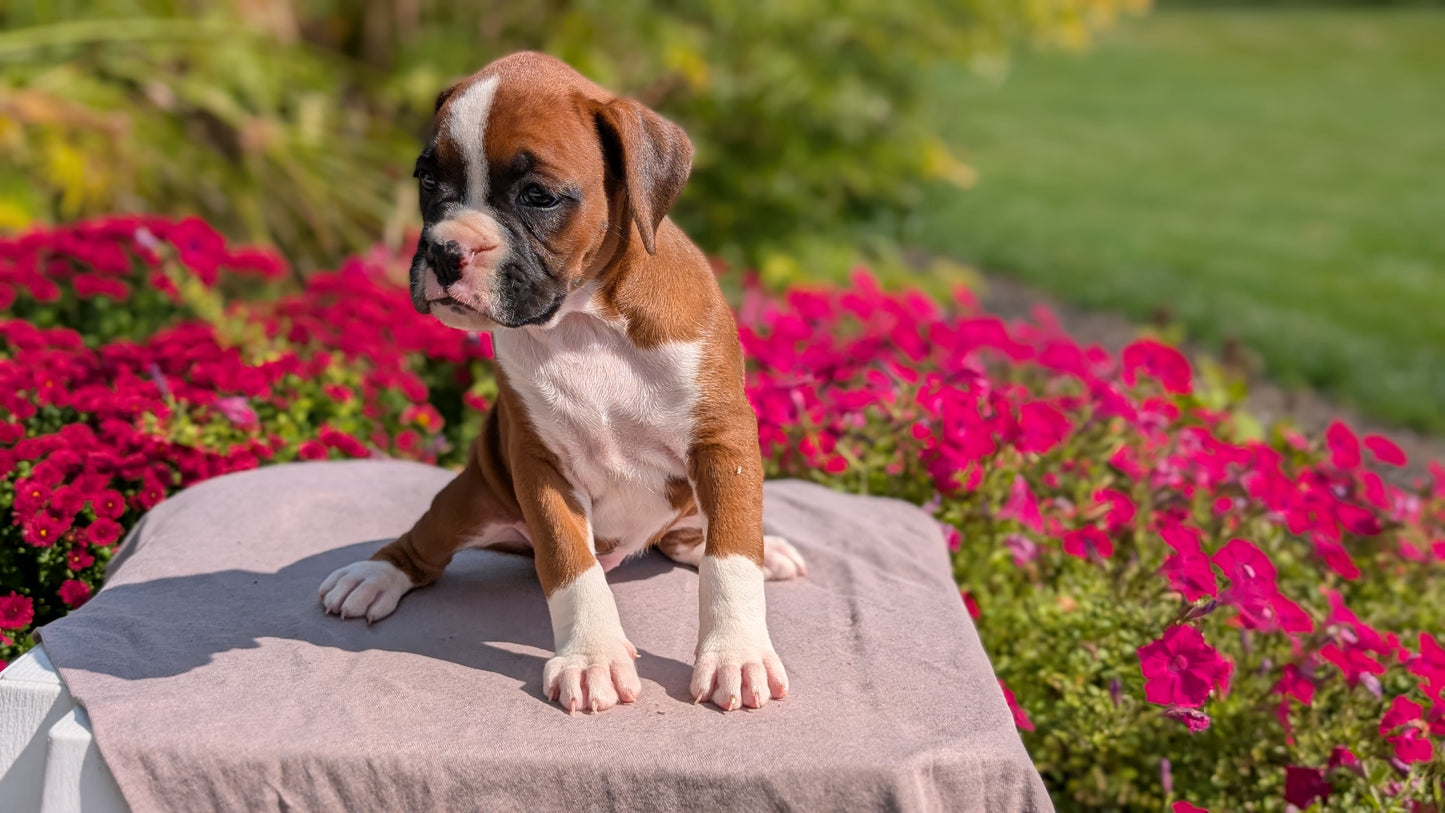 BOXER (08/20) FEMALE